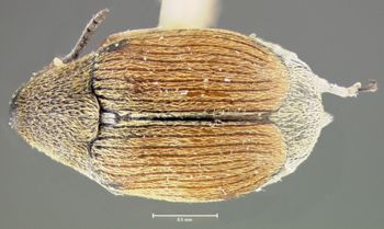 Media type: image;   Entomology 25050 Aspect: habitus dorsal view